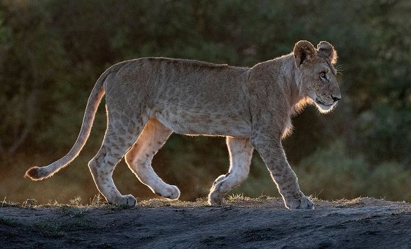 Africa-Kenya-Maasai Mara National Reserve Backlit close-up of young lion